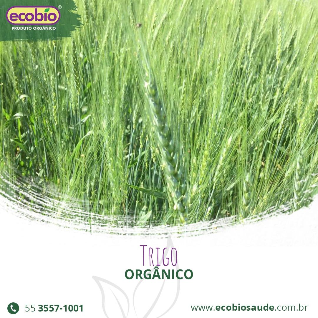 Trigo Orgânico